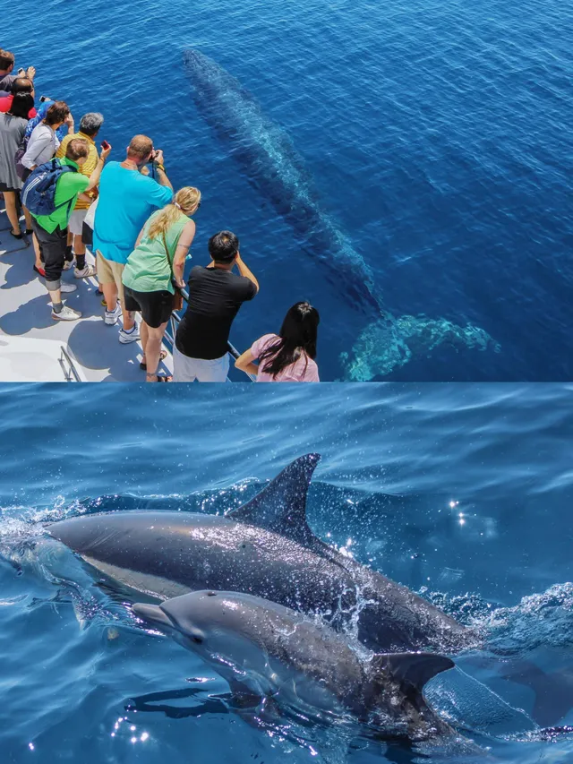 奧克蘭 | 隱藏玩法 與鯨魚海豚浪漫邂逅