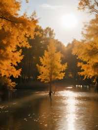 金塔胡楊林親子行|帶娃解鎖秋日胡楊秘境