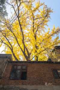 武漢秋景實拍!從未見過如此盛大的秋天