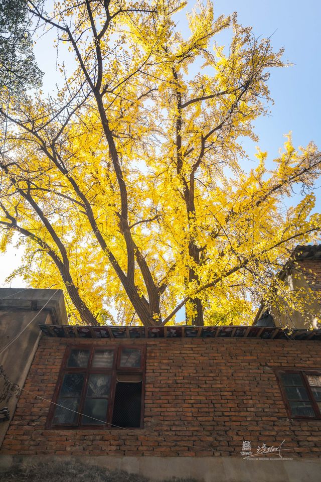武漢秋景實拍!從未見過如此盛大的秋天 武漢秋景實拍!從未見過如此盛大的秋天