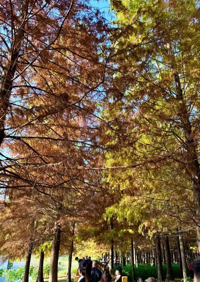 東湖山水杉林 德陽冬日美景被我挖到啦！