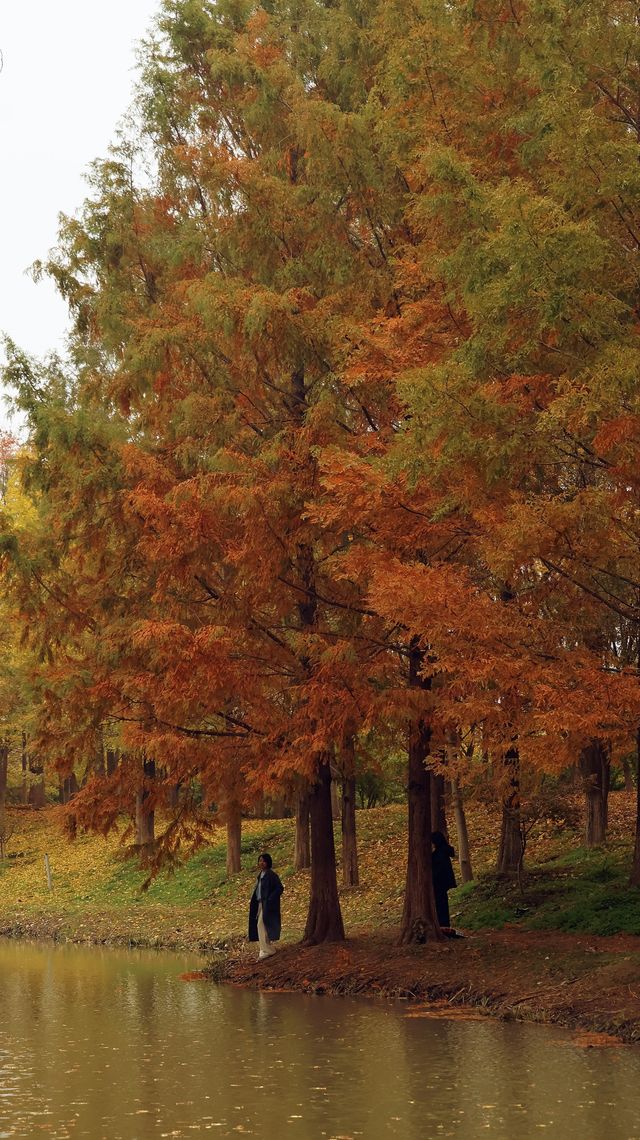 浐灞濕地的藍與紅美到窒息