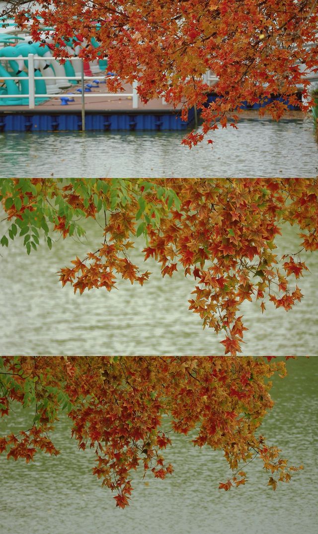 浐灞濕地的藍與紅美到窒息