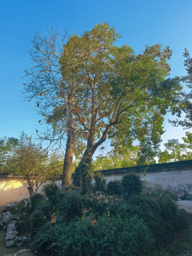 滿城秋色,一宅金黃 滿城秋色,一宅金黃