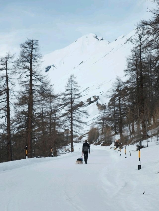 Sledging at Julierpass – Pure Winter Magic 🛷 Sledging at Julierpass – Pure Winter Magic 🛷