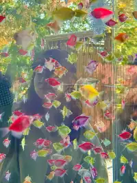 上海自駕1h賞秋紅透的楓葉真的美到封神