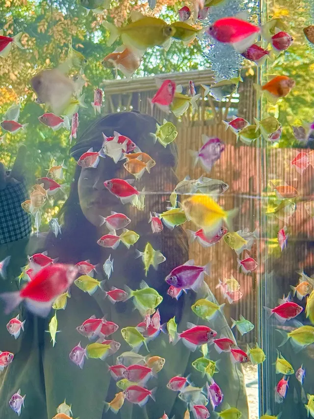 上海自駕1h賞秋紅透的楓葉真的美到封神 上海自駕1h賞秋紅透的楓葉真的美到封神