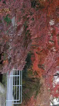 11.30植物園還是那麼有性價比 ＼(*T▽T*)／