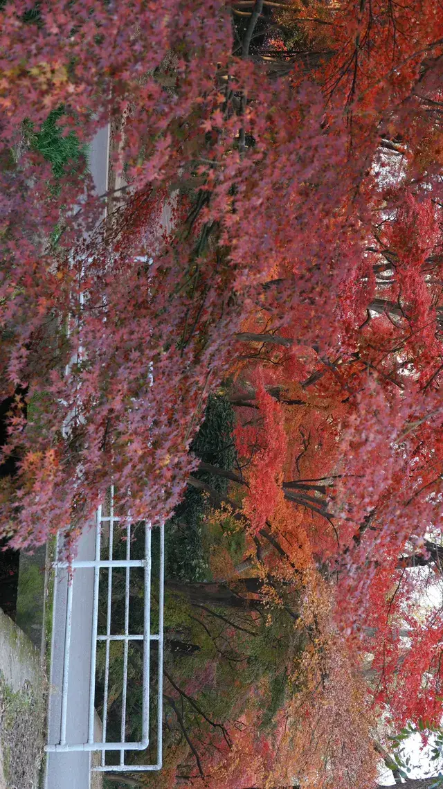11.30植物園還是那麼有性價比 ＼(*T▽T*)／