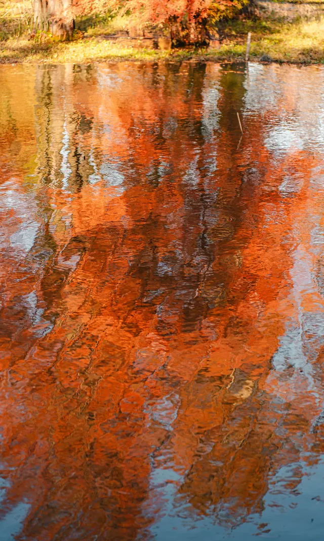 上海這裡的水杉林已到最佳觀賞期