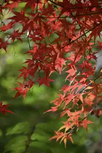 重慶出發 去南京過秋天