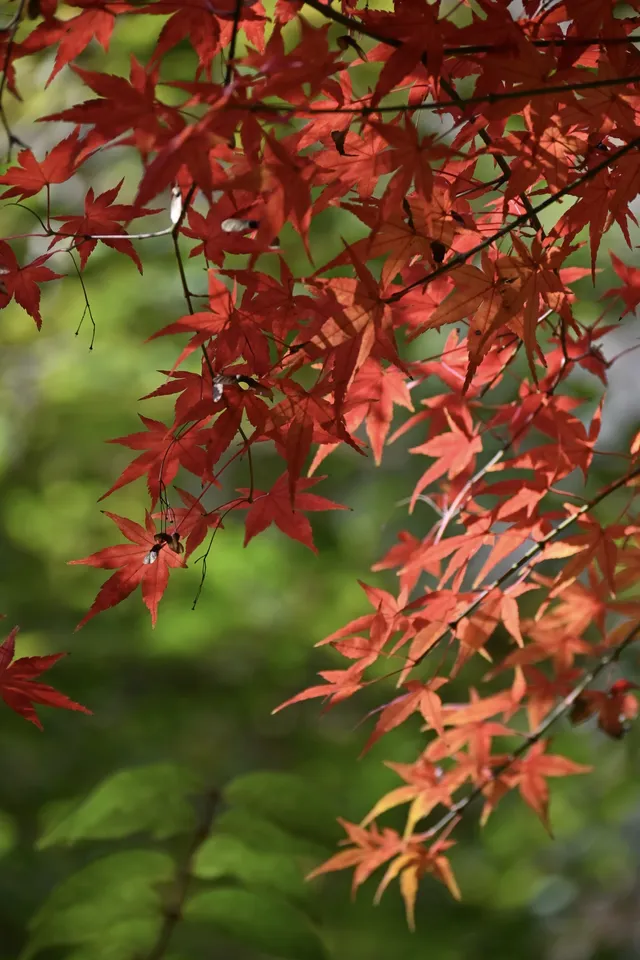 重慶出發 去南京過秋天