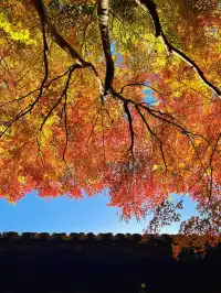 蘇州|西園寺已進入秋季最佳觀賞期