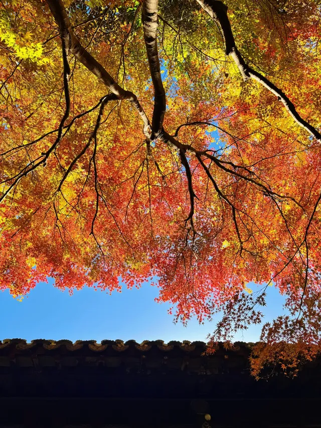 蘇州|西園寺已進入秋季最佳觀賞期 蘇州|西園寺已進入秋季最佳觀賞期