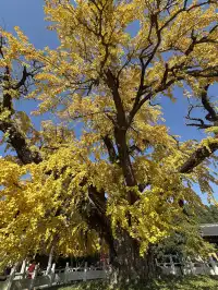 南京千年銀杏|原片直出無濾鏡