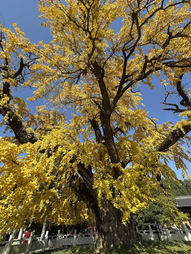 南京千年銀杏|原片直出無濾鏡 南京千年銀杏|原片直出無濾鏡