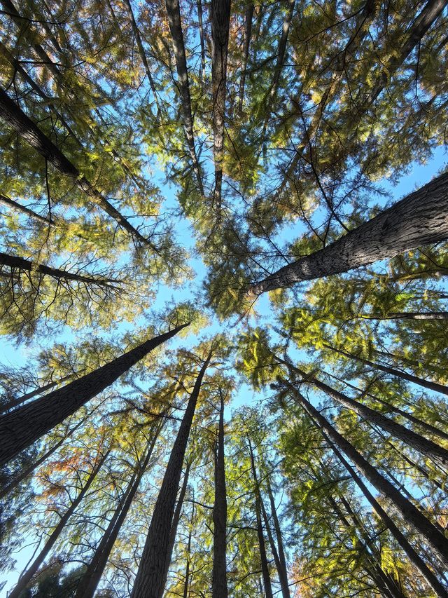 中山植物園就是靜奢風的天花板，閉眼入不虧！