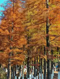 松雅湖落羽杉實況,拍照還是建議烈士公園