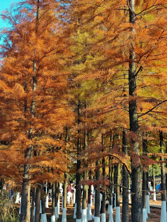 松雅湖落羽杉實況,拍照還是建議烈士公園 松雅湖落羽杉實況,拍照還是建議烈士公園