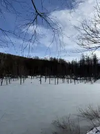北海道｜美瑛旭川不包車不跟團一日遊