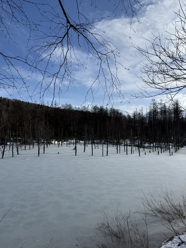 北海道｜美瑛旭川不包車不跟團一日遊