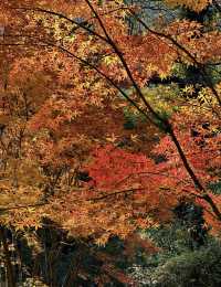 暖冬徒步|岸上九曲漫遊道