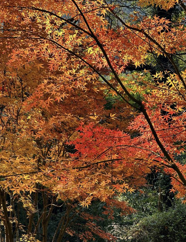 暖冬徒步|岸上九曲漫遊道 暖冬徒步|岸上九曲漫遊道