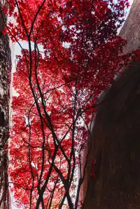 東坪山上長在岩縫裡的紅葉。