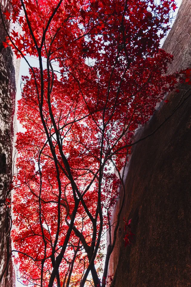 東坪山上長在岩縫裡的紅葉。