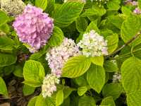 五月必刷南京繡球公園花開成海 美到犯規