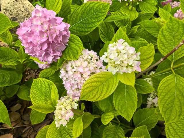 五月必刷南京繡球公園花開成海 美到犯規 五月必刷南京繡球公園花開成海 美到犯規