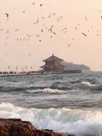 青島棧橋拍海鷗大片