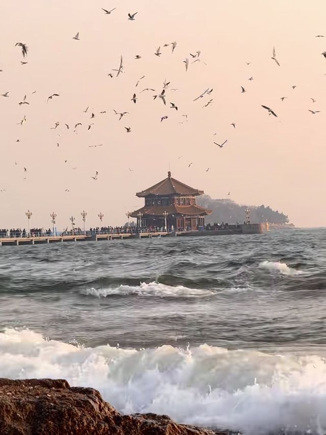 青島棧橋拍海鷗大片 青島棧橋拍海鷗大片