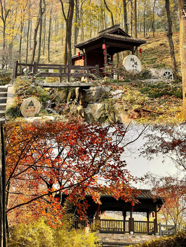 被問爆了!這個秋天在永泉小鎮,找到了江南最治癒的時光 被問爆了!這個秋天在永泉小鎮,找到了江南最治癒的時光