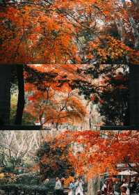 魯迅公園的秋日啟示:「生命暫停鍵」 金黃的銀杏葉像撒了一地碎金,紅楓則像一團團燃燒的火焰, 陽光