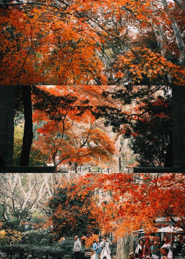 魯迅公園的秋日啟示:「生命暫停鍵」 金黃的銀杏葉像撒了一地碎金,紅楓則像一團團燃燒的火焰, 陽光 魯迅公園的秋日啟示:「生命暫停鍵」 金黃的銀杏葉像撒了一地碎金,紅楓則像一團團燃燒的火焰, 陽光