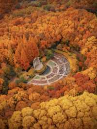 深秋的南京,一不小心闖進了油畫裡