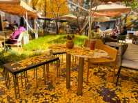 黃金城道步行街觀賞金色趕緊走起