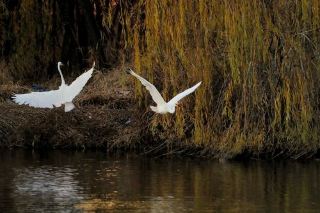 [Heyang Fenquan Group: Snow Covers the Yellow River Wetlands, Fenquan Steams as Egrets Rest] 