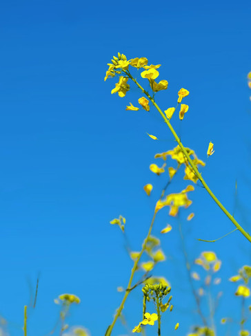 深圳光明歡樂田園｜40萬㎡金色油菜花海，春日遛娃天花板｜Trip.com 深圳