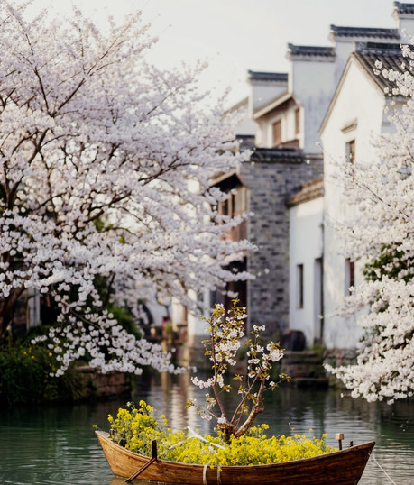 Legendary! The Blue Hour Cherry Blossom Night at Liangzhu Mengxi