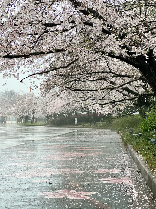 桜の季節に必ず訪れたい無錫鼋頭渚 | Trip.com 無錫