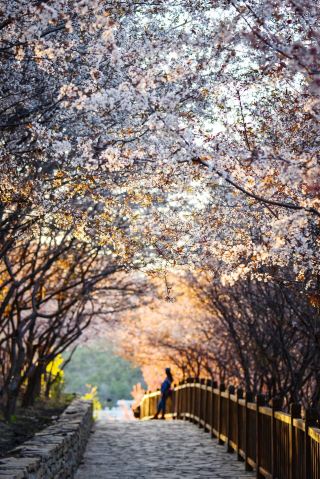 April in Dalian hides the springtime of Studio Ghibli animations