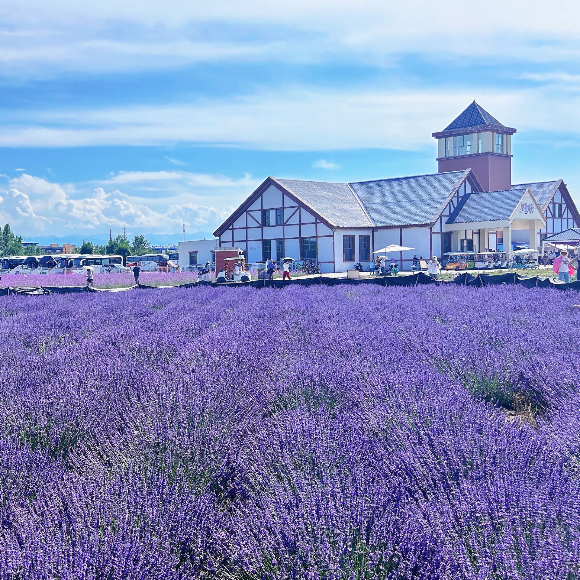 Complete Guide to Checking In at Yining Lavender Fields