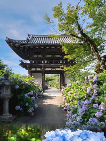 Kansai's oldest hydrangea, a must-visit hidden gem near Kyoto