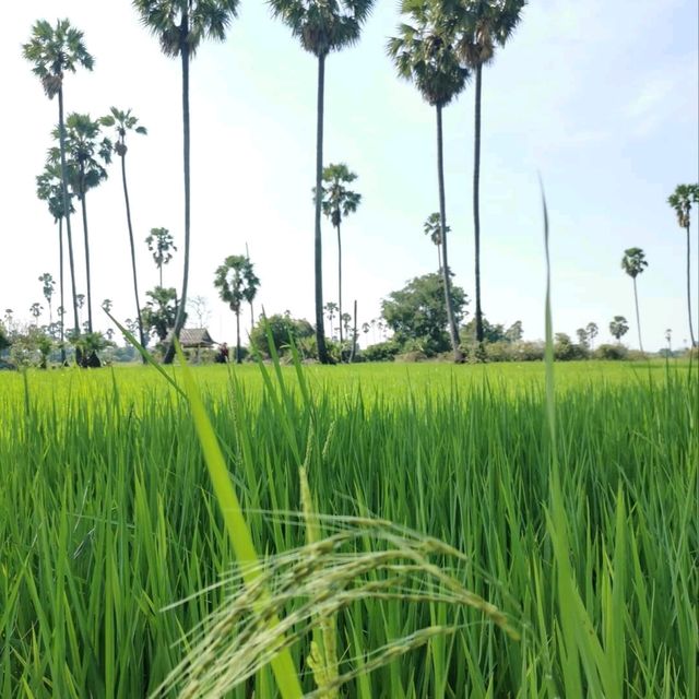 ปลายนา ใกล้กรุง 