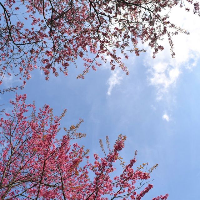 ขุนวาง