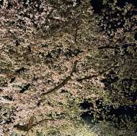 世界遺産【京都二条城桜まつり2023】素敵な桜のライトアップ✨
