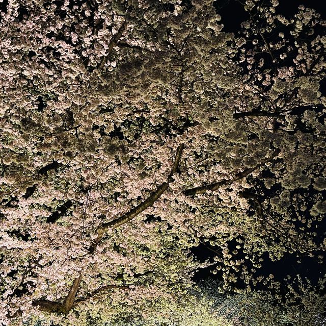 世界遺産【京都二条城桜まつり2023】素敵な桜のライトアップ✨