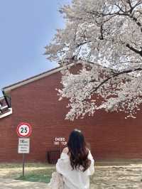 용산의 숨은 벚꽃 명소는 용산공원🌸🌸🌸